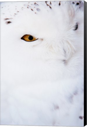 Framed Snowy Owl - white Print