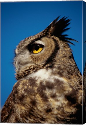 Framed Horned Owl Profile Print