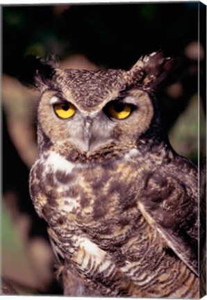 Framed Horned Owl Print