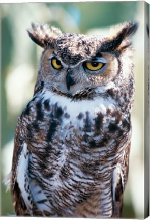 Framed Great Horned Owl Close Up Print