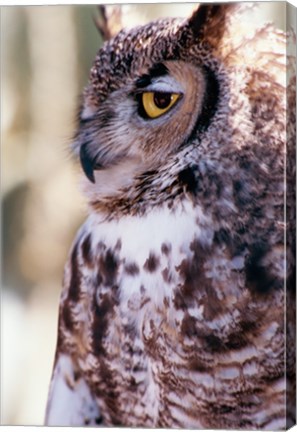 Framed Great Horned Owl Sleepy Print