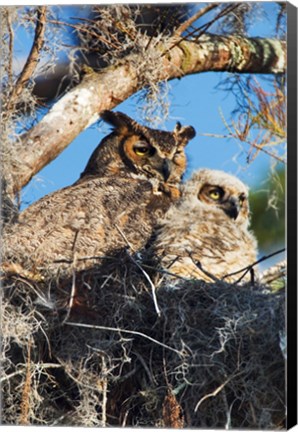 Framed Great Horned Owls Print