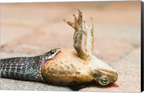 Framed Close-up of a snake eating a frog Print