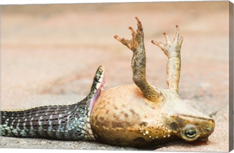 Framed Close-up of a snake eating a frog Print