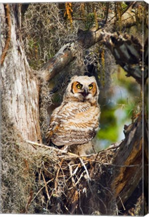 Framed Great Horned Owl in a Tree Print