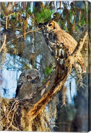 Framed Two Great Horned Owls Print