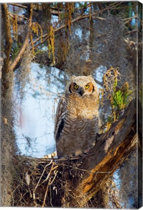 Framed Great Horned Owl Perching on Branch Print