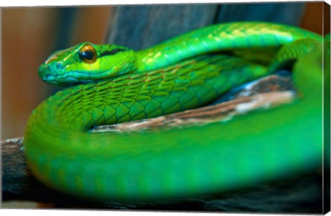 Framed Parrot snake Print