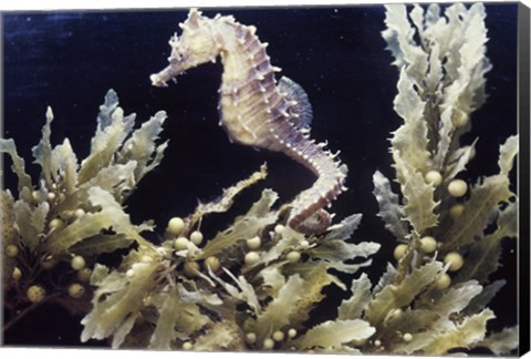 Framed Sea Horse photo Print