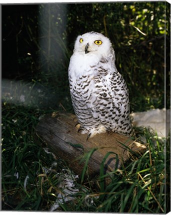 Framed Snowy owl sitting Print