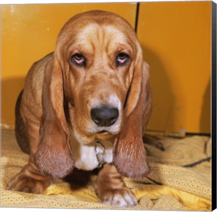 Framed Close-up of a Basset Hound Print