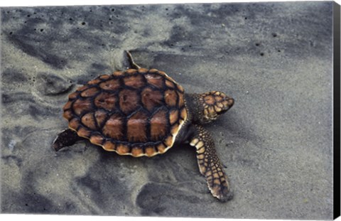 Framed Loggerhead Turtle (Yearling) Print