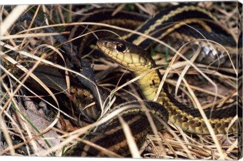 Framed Eastern Garter Snake Print