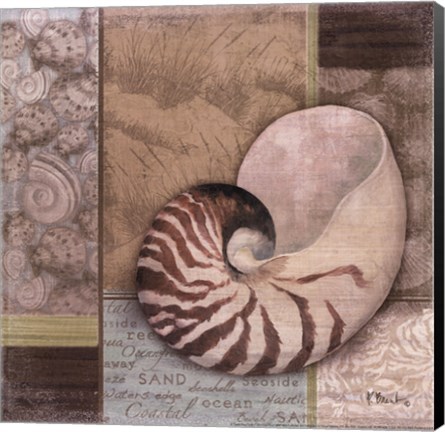 Framed Santa Rosa Shell II Print