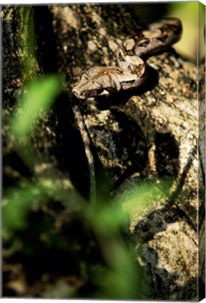 Framed Close-up of a snake on the branch of a tree Print