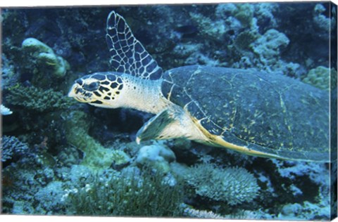 Framed Loggerhead Turtle Print