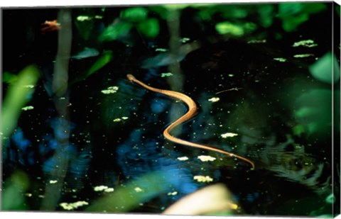 Framed Snake in the water Print