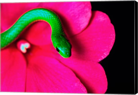 Framed Smooth Green Snake on a flower Print