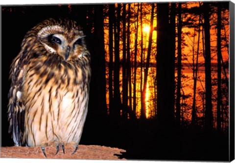 Framed Barred Owl perching on a log Print