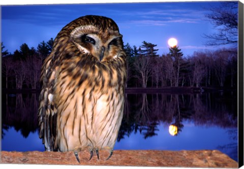 Framed Barred Owl perching on a log Print