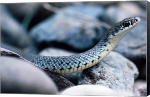 Framed Common Garter Snake Print