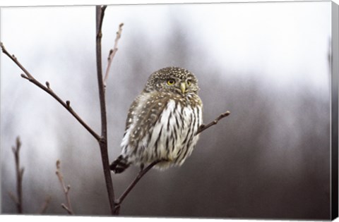 Framed Pygmy Owl Print