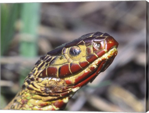 Framed Red-bellied Water Snake Print