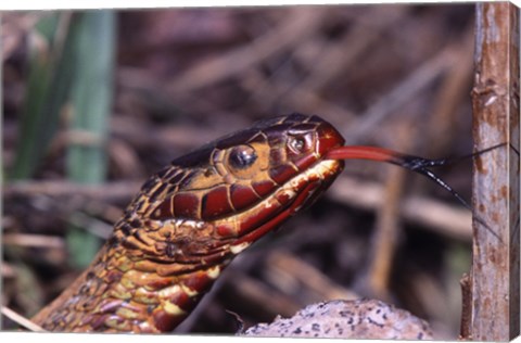 Framed Red-bellied Water Snake Print