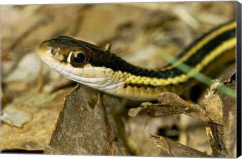 Framed Common Garter Snake Print