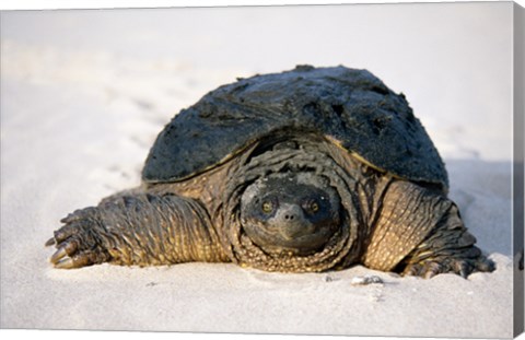 Framed Freshwater turtle on sand Print