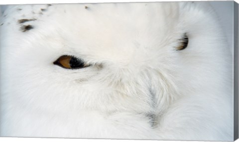 Framed Snowy Owl - eyes Print