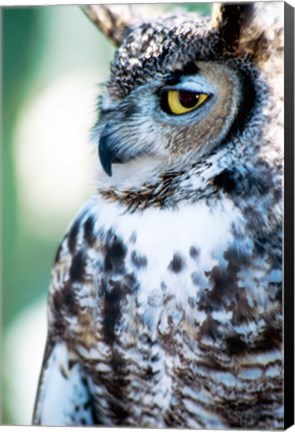 Framed Great Horned Owl Looking Off Print