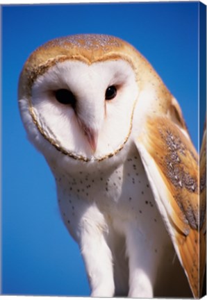 Framed Barn Owl Close Up Print