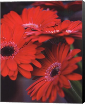 Framed Red Gerbera Daisies I Print