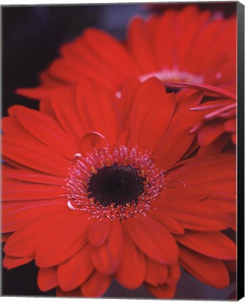 Framed Red Gerbera Daisies II Print