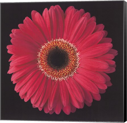 Framed Gerbera Daisy Pink Print
