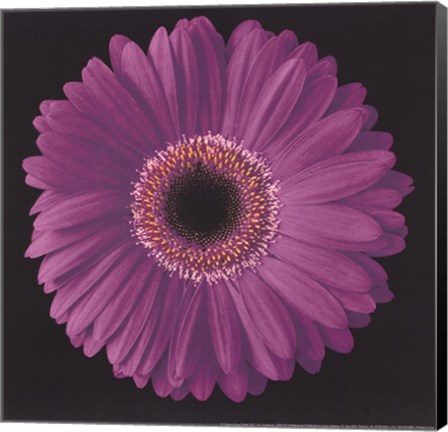 Framed Gerbera Daisy Purple Print