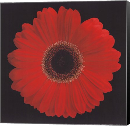 Framed Gerbera Daisy Red Print