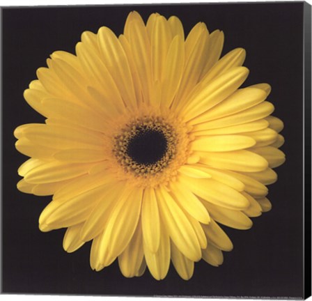 Framed Gerbera Daisy Yellow Print