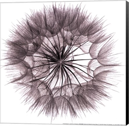 Framed Goat's Beard IV Print