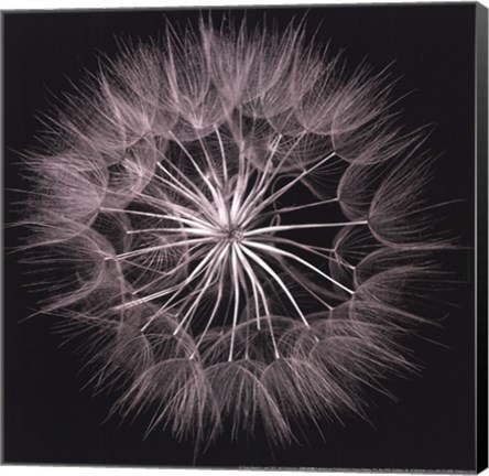 Framed Goat's Beard V Print