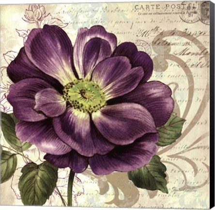 Framed Study in Purple I Print