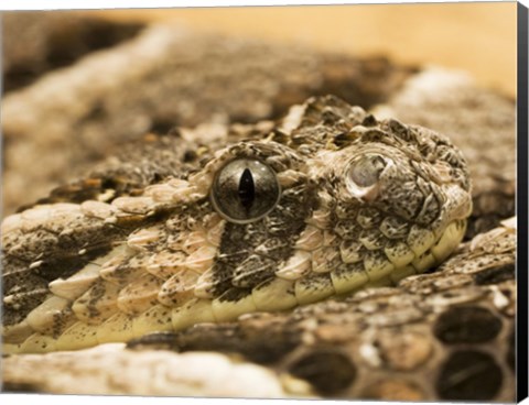 Framed Bitis Arietans Snake Eye Print