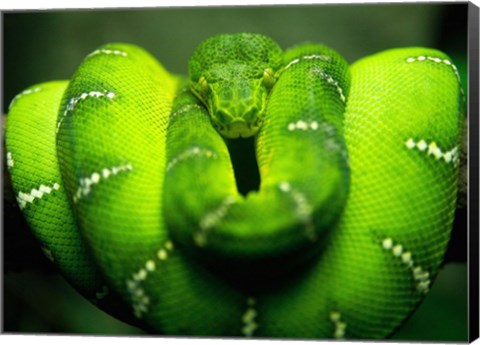 Framed Green Emerald Tree Python Snake Print