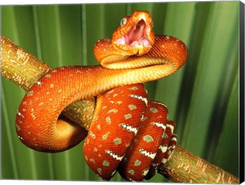 Framed Orange Red Snake on Tree Print