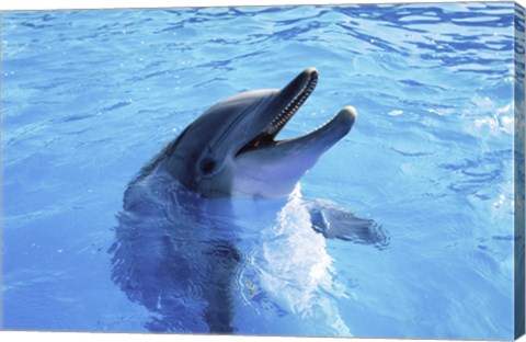 Framed Dolphin Sea World, San Diego, California Print