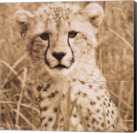 Framed Young Cheetah Print