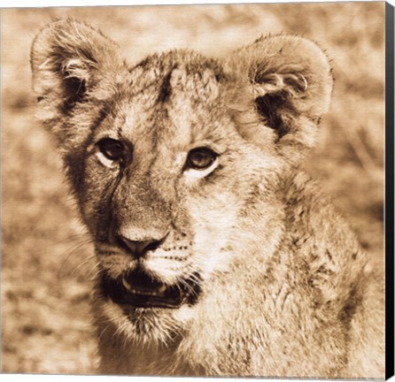 Framed Young Lion Print