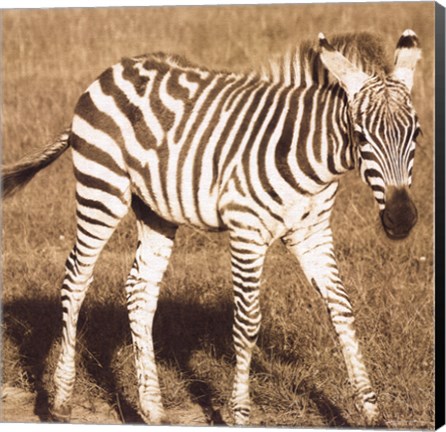 Framed Young Zebra Print