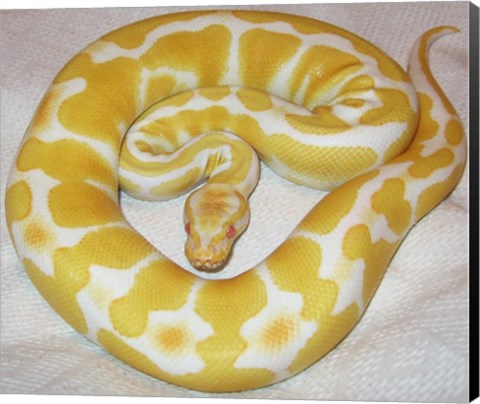 Framed Albino Ball Python Print